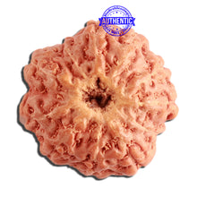 Load image into Gallery viewer, 11 Mukhi Indonesian Rudraksha - Bead No. 207
