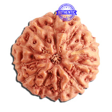 Load image into Gallery viewer, 11 Mukhi Indonesian Rudraksha - Bead No. 211