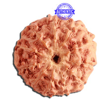 Load image into Gallery viewer, 11 Mukhi Indonesian Rudraksha - Bead No. 211