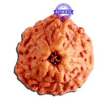 Load image into Gallery viewer, 11 Mukhi Indonesian Rudraksha - Bead No. 212