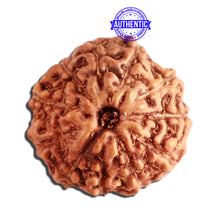 Load image into Gallery viewer, 11 Mukhi Indonesian Rudraksha - Bead No. 213
