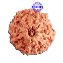 Load image into Gallery viewer, 11 Mukhi Indonesian Rudraksha - Bead No. 214