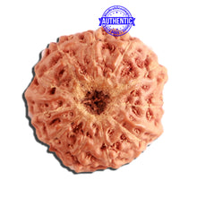 Load image into Gallery viewer, 11 Mukhi Indonesian Rudraksha - Bead No. 214