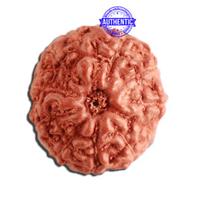 Load image into Gallery viewer, 11 Mukhi Indonesian Rudraksha - Bead No. 215