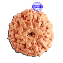Load image into Gallery viewer, 11 Mukhi Indonesian Rudraksha - Bead No. 216