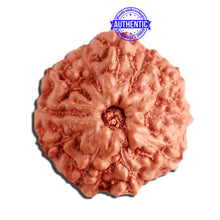 Load image into Gallery viewer, 11 Mukhi Indonesian Rudraksha - Bead No. 218