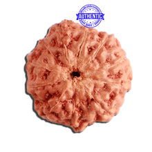 Load image into Gallery viewer, 11 Mukhi Indonesian Rudraksha - Bead No. 218