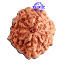 Load image into Gallery viewer, 11 Mukhi Indonesian Rudraksha - Bead No. 219