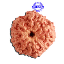 Load image into Gallery viewer, 11 Mukhi Indonesian Rudraksha - Bead No. 220