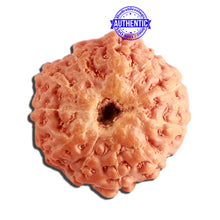 Load image into Gallery viewer, 11 Mukhi Indonesian Rudraksha - Bead No. 222