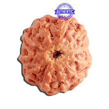 Load image into Gallery viewer, 11 Mukhi Indonesian Rudraksha - Bead No. 224