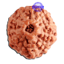 Load image into Gallery viewer, 11 Mukhi Indonesian Rudraksha - Bead No. 225