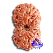 Load image into Gallery viewer, 18 Mukhi Rudraksha from Indonesia - Bead No. 173
