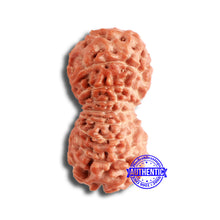 Load image into Gallery viewer, 18 Mukhi Rudraksha from Indonesia - Bead No. 173