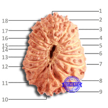 Load image into Gallery viewer, 18 Mukhi Rudraksha from Indonesia - Bead No. 174