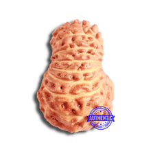 Load image into Gallery viewer, 18 Mukhi Rudraksha from Indonesia - Bead No. 174