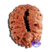 Load image into Gallery viewer, 18 Mukhi Rudraksha from Indonesia - Bead No. 191