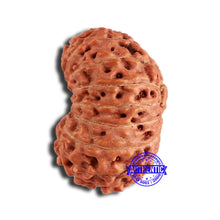Load image into Gallery viewer, 18 Mukhi Rudraksha from Indonesia - Bead No. 191