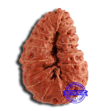 Load image into Gallery viewer, 18 Mukhi Rudraksha from Indonesia - Bead No. 192
