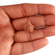 Load image into Gallery viewer, 18 Mukhi Rudraksha from Indonesia - Bead No. 196