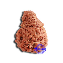 Load image into Gallery viewer, 18 Mukhi Rudraksha from Indonesia - Bead No. 196