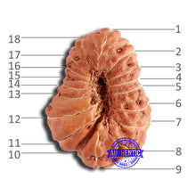 Load image into Gallery viewer, 18 Mukhi Rudraksha from Indonesia - Bead No. 197