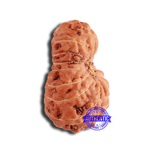 Load image into Gallery viewer, 18 Mukhi Rudraksha from Indonesia - Bead No. 197