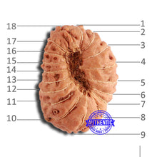 Load image into Gallery viewer, 18 Mukhi Rudraksha from Indonesia - Bead No. 198