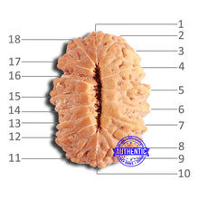 Load image into Gallery viewer, 18 Mukhi Rudraksha from Indonesia - Bead No. 201