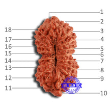 Load image into Gallery viewer, 18 Mukhi Rudraksha from Indonesia - Bead No. 203