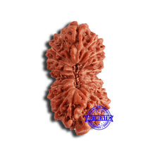 Load image into Gallery viewer, 18 Mukhi Rudraksha from Indonesia - Bead No. 203