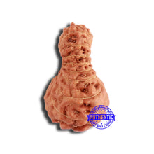 Load image into Gallery viewer, 18 Mukhi Rudraksha from Indonesia - Bead No. 202