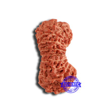 Load image into Gallery viewer, 18 Mukhi Rudraksha from Indonesia - Bead No. 203