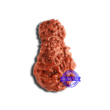 Load image into Gallery viewer, 18 Mukhi Rudraksha from Indonesia - Bead No. 204