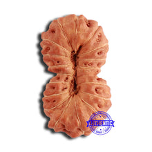 Load image into Gallery viewer, 18 Mukhi Rudraksha from Indonesia - Bead No. 206