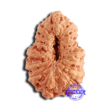 Load image into Gallery viewer, 18 Mukhi Rudraksha from Indonesia - Bead No. 207