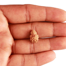 Load image into Gallery viewer, 18 Mukhi Rudraksha from Indonesia - Bead No. 207