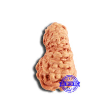 Load image into Gallery viewer, 18 Mukhi Rudraksha from Indonesia - Bead No. 207