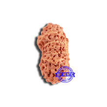 Load image into Gallery viewer, 18 Mukhi Rudraksha from Indonesia - Bead No. 208