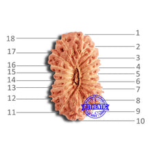 Load image into Gallery viewer, 18 Mukhi Rudraksha from Indonesia - Bead No. 210