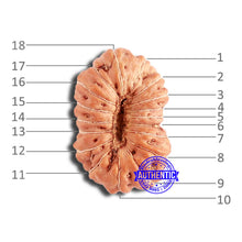 Load image into Gallery viewer, 18 Mukhi Rudraksha from Indonesia - Bead No. 211