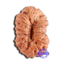 Load image into Gallery viewer, 18 Mukhi Rudraksha from Indonesia - Bead No. 211