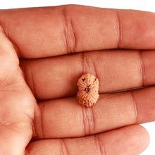 Load image into Gallery viewer, 18 Mukhi Rudraksha from Indonesia - Bead No. 211