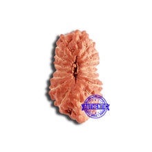 Load image into Gallery viewer, 18 Mukhi Rudraksha from Indonesia - Bead No. 212
