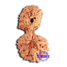 Load image into Gallery viewer, 18 Mukhi Gaurishankar Rudraksha from Indonesia - Bead No. 214