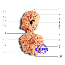 Load image into Gallery viewer, 18 Mukhi Gaurishankar Rudraksha from Indonesia - Bead No. 214