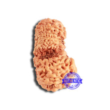 Load image into Gallery viewer, 18 Mukhi Gaurishankar Rudraksha from Indonesia - Bead No. 214