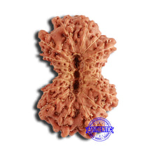 Load image into Gallery viewer, 18 Mukhi Gaurishankar Rudraksha from Indonesia - Bead No. 215