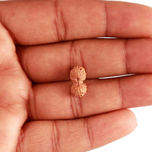 Load image into Gallery viewer, 18 Mukhi Gaurishankar Rudraksha from Indonesian - Bead No. 217