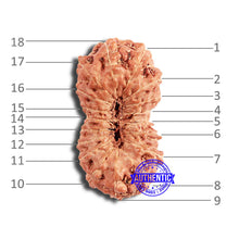 Load image into Gallery viewer, 18 Mukhi Rudraksha from Indonesia - Bead No. 218